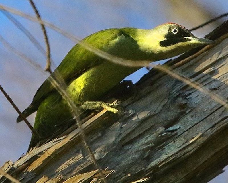 Picchio Verde (Batti Gai)